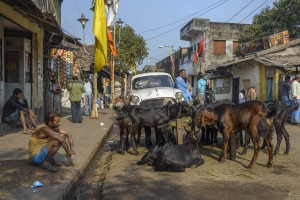 Kolkata202201-5